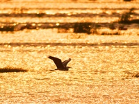 A heron is flying in the autumn light at the Ink River Estuary wetland in Qingdao, China, on August 7, 2024. (