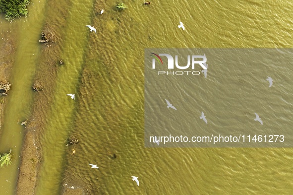 Flocks of red-billed gulls are cruising in the evening tide at the Ink River Estuary wetland in Qingdao, China, on August 7, 2024. 