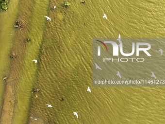 Flocks of red-billed gulls are cruising in the evening tide at the Ink River Estuary wetland in Qingdao, China, on August 7, 2024. (