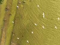 Flocks of red-billed gulls are cruising in the evening tide at the Ink River Estuary wetland in Qingdao, China, on August 7, 2024. (