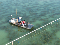 Aquaculture technicians are testing water quality at a crab pond in Wanggou village in Suqian, Jiangsu province, China, on August 7, 2024. (