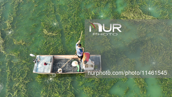 Aquaculture technicians are checking the growth of crabs at Wanggou Village crab pond in Suqian, Jiangsu province, China, on August 7, 2024....