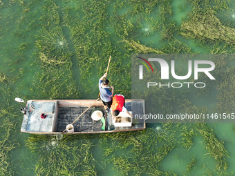 Aquaculture technicians are checking the growth of crabs at Wanggou Village crab pond in Suqian, Jiangsu province, China, on August 7, 2024....