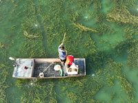 Aquaculture technicians are checking the growth of crabs at Wanggou Village crab pond in Suqian, Jiangsu province, China, on August 7, 2024....