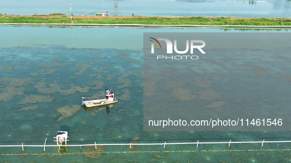 Aquaculture technicians are checking the growth of crabs at Wanggou Village crab pond in Suqian, Jiangsu province, China, on August 7, 2024....