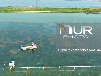 Aquaculture technicians are checking the growth of crabs at Wanggou Village crab pond in Suqian, Jiangsu province, China, on August 7, 2024....