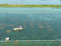 Aquaculture technicians are checking the growth of crabs at Wanggou Village crab pond in Suqian, Jiangsu province, China, on August 7, 2024....