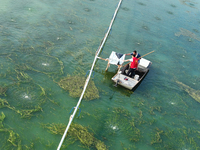 Aquaculture technicians are guiding the use of microporous oxygenation technology in crab farming science at Wanggou Village crab pond in Su...