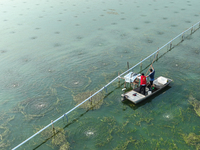 Aquaculture technicians are guiding the use of microporous oxygenation technology in crab farming science at Wanggou Village crab pond in Su...