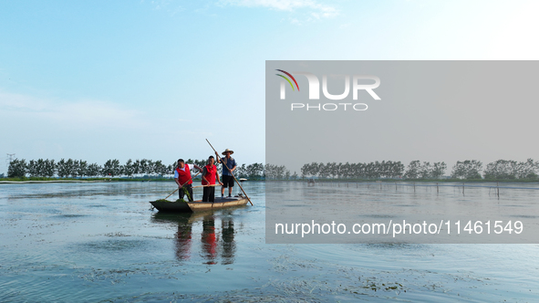 Aquaculture technicians are helping crab farmers pull weeds from the water at Wanggou Village crab pond in Suqian, China, on August 7, 2024....