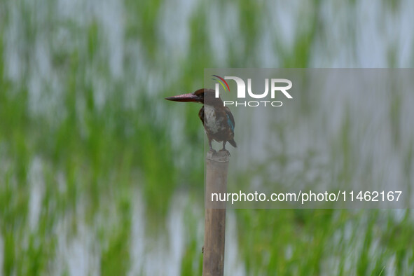 A kingfisher is waiting for its prey in Morigaon district, Assam, India, on August 8, 2024. 