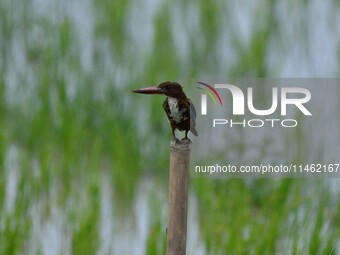 A kingfisher is waiting for its prey in Morigaon district, Assam, India, on August 8, 2024. (