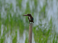 A kingfisher is waiting for its prey in Morigaon district, Assam, India, on August 8, 2024. (