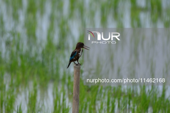 A kingfisher is waiting for its prey in Morigaon district, Assam, India, on August 8, 2024. 