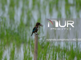 A kingfisher is waiting for its prey in Morigaon district, Assam, India, on August 8, 2024. (