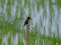 A kingfisher is waiting for its prey in Morigaon district, Assam, India, on August 8, 2024. (