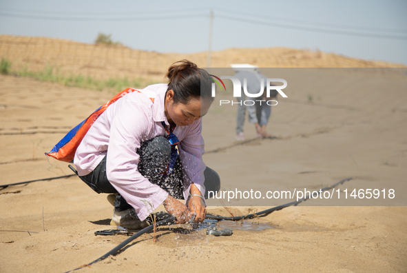 Guards are maintaining drip irrigation facilities at the Weili Section of the middle and lower reaches of Tarim River in Bazhou, Xinjiang pr...