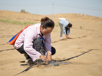 Guards are maintaining drip irrigation facilities at the Weili Section of the middle and lower reaches of Tarim River in Bazhou, Xinjiang pr...