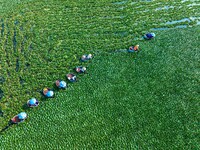 Villagers are harvesting a ripe water chestnut in a pond in the village of Chahe town near Baima Lake in Huai'an city, East China's Jiangsu...