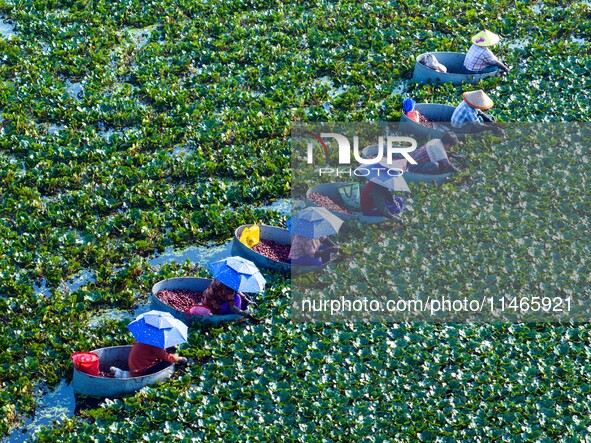 Villagers are harvesting a ripe water chestnut in a pond in the village of Chahe town near Baima Lake in Huai'an city, East China's Jiangsu...