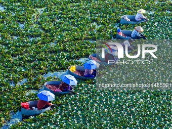 Villagers are harvesting a ripe water chestnut in a pond in the village of Chahe town near Baima Lake in Huai'an city, East China's Jiangsu...