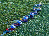 Villagers are harvesting a ripe water chestnut in a pond in the village of Chahe town near Baima Lake in Huai'an city, East China's Jiangsu...