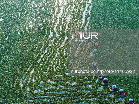 Villagers are harvesting a ripe water chestnut in a pond in the village of Chahe town near Baima Lake in Huai'an city, East China's Jiangsu...