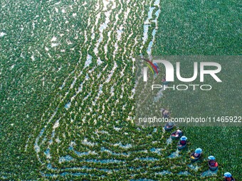 Villagers are harvesting a ripe water chestnut in a pond in the village of Chahe town near Baima Lake in Huai'an city, East China's Jiangsu...