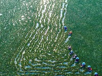 Villagers are harvesting a ripe water chestnut in a pond in the village of Chahe town near Baima Lake in Huai'an city, East China's Jiangsu...