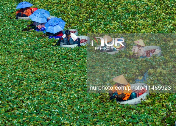 Villagers are harvesting a ripe water chestnut in a pond in the village of Chahe town near Baima Lake in Huai'an city, East China's Jiangsu...