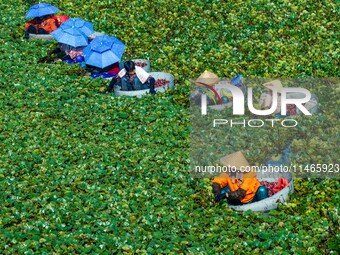 Villagers are harvesting a ripe water chestnut in a pond in the village of Chahe town near Baima Lake in Huai'an city, East China's Jiangsu...