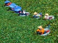 Villagers are harvesting a ripe water chestnut in a pond in the village of Chahe town near Baima Lake in Huai'an city, East China's Jiangsu...