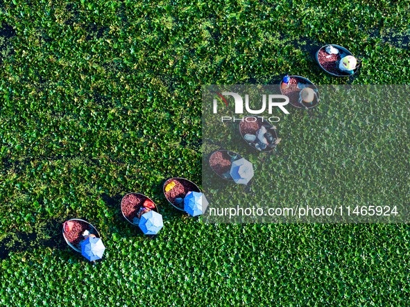 Villagers are harvesting a ripe water chestnut in a pond in the village of Chahe town near Baima Lake in Huai'an city, East China's Jiangsu...