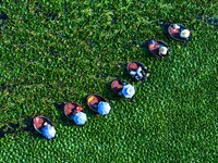 Villagers are harvesting a ripe water chestnut in a pond in the village of Chahe town near Baima Lake in Huai'an city, East China's Jiangsu...