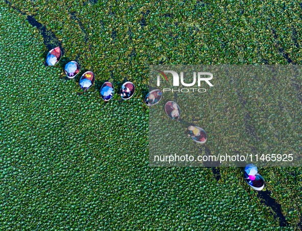 Villagers are harvesting a ripe water chestnut in a pond in the village of Chahe town near Baima Lake in Huai'an city, East China's Jiangsu...