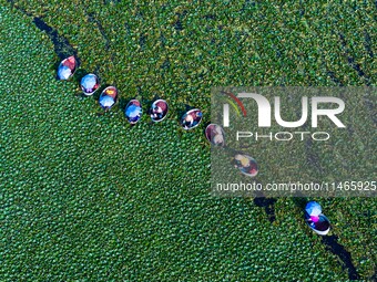 Villagers are harvesting a ripe water chestnut in a pond in the village of Chahe town near Baima Lake in Huai'an city, East China's Jiangsu...