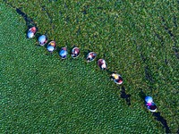 Villagers are harvesting a ripe water chestnut in a pond in the village of Chahe town near Baima Lake in Huai'an city, East China's Jiangsu...