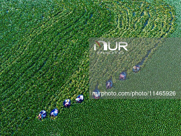 Villagers are harvesting a ripe water chestnut in a pond in the village of Chahe town near Baima Lake in Huai'an city, East China's Jiangsu...