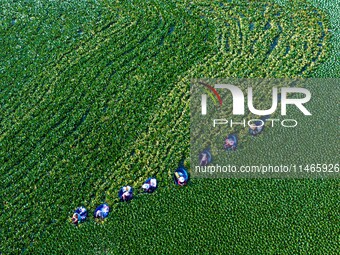 Villagers are harvesting a ripe water chestnut in a pond in the village of Chahe town near Baima Lake in Huai'an city, East China's Jiangsu...