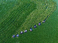 Villagers are harvesting a ripe water chestnut in a pond in the village of Chahe town near Baima Lake in Huai'an city, East China's Jiangsu...