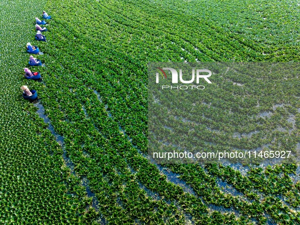 Villagers are harvesting a ripe water chestnut in a pond in the village of Chahe town near Baima Lake in Huai'an city, East China's Jiangsu...