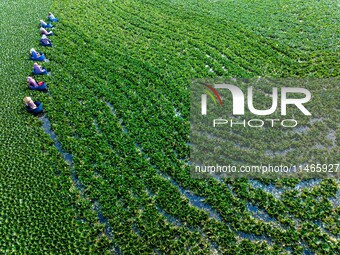 Villagers are harvesting a ripe water chestnut in a pond in the village of Chahe town near Baima Lake in Huai'an city, East China's Jiangsu...