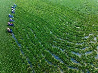 Villagers are harvesting a ripe water chestnut in a pond in the village of Chahe town near Baima Lake in Huai'an city, East China's Jiangsu...