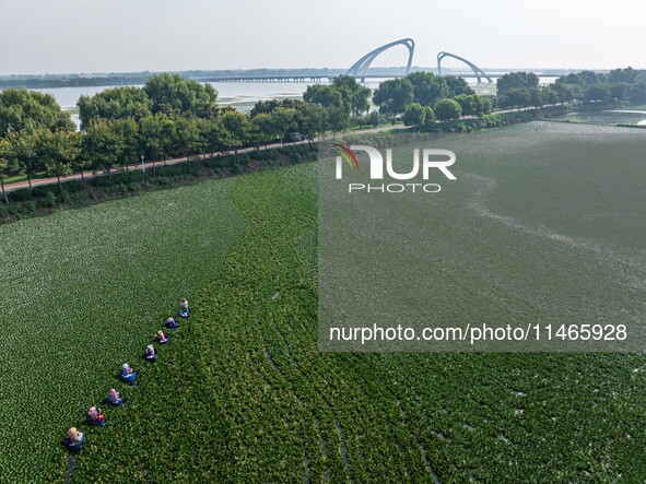 Villagers are harvesting a ripe water chestnut in a pond in the village of Chahe town near Baima Lake in Huai'an city, East China's Jiangsu...