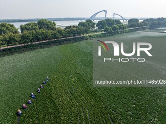 Villagers are harvesting a ripe water chestnut in a pond in the village of Chahe town near Baima Lake in Huai'an city, East China's Jiangsu...