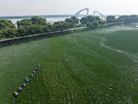 Villagers are harvesting a ripe water chestnut in a pond in the village of Chahe town near Baima Lake in Huai'an city, East China's Jiangsu...