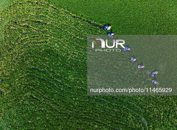 Villagers are harvesting a ripe water chestnut in a pond in the village of Chahe town near Baima Lake in Huai'an city, East China's Jiangsu...