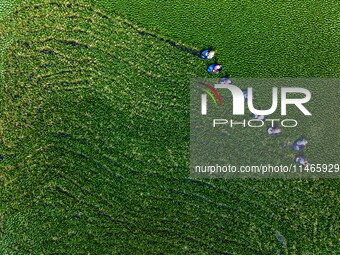 Villagers are harvesting a ripe water chestnut in a pond in the village of Chahe town near Baima Lake in Huai'an city, East China's Jiangsu...