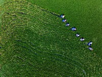 Villagers are harvesting a ripe water chestnut in a pond in the village of Chahe town near Baima Lake in Huai'an city, East China's Jiangsu...