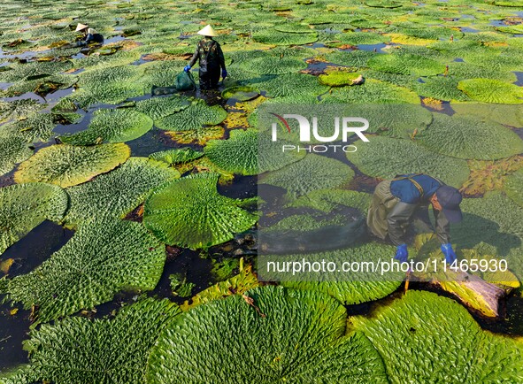 Villagers are harvesting Gorgon fruit in a pond in Jinhu county, Huai'an city, East China's Jiangsu province, on August 10, 2024. 